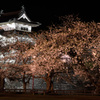 夜桜見物＠弘前城⑧