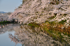 これで見納め今年の桜＠弘前城①