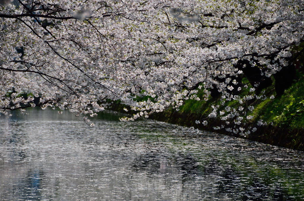 これで見納め今年の桜⑯