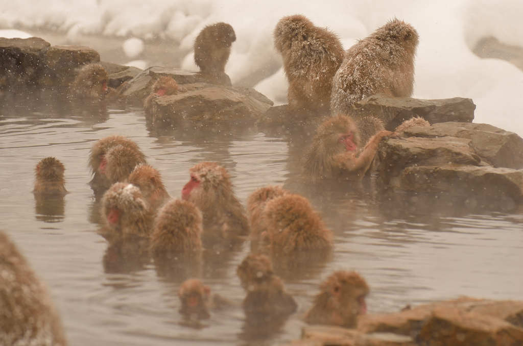The Snowmonkey④露天温泉大盛況！
