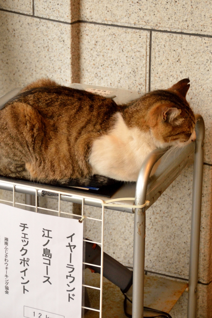 チェックポイントはねこ？＠江の島