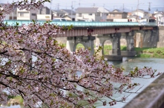 川面を渡りる桜の花びら