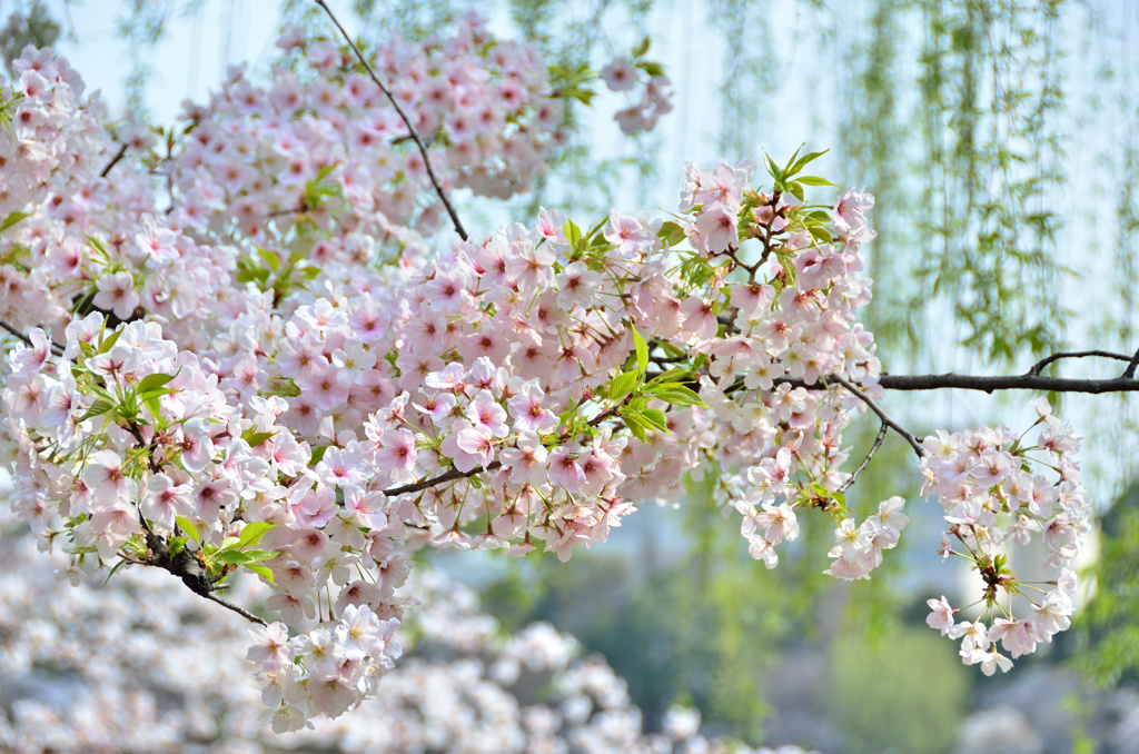 東京・上野の花見　2013年⑤