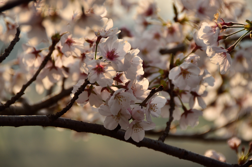 宇都宮市鬼怒川堤防の桜　2014年③