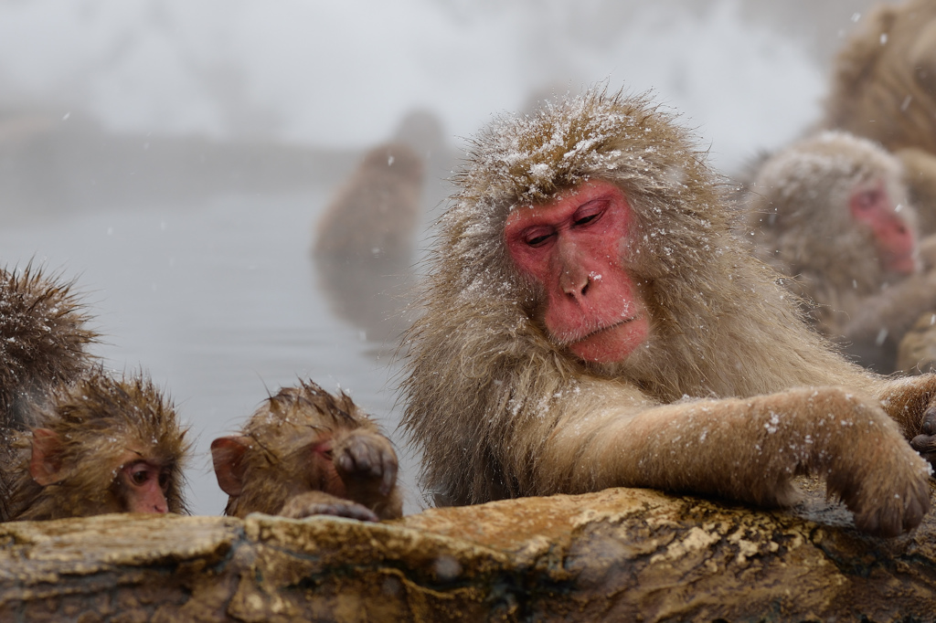 The Snowmonkey⑯子猿たちよ、温泉って最高だろ！ by dova （ID 