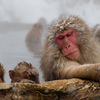 The Snowmonkey⑯子猿たちよ、温泉って最高だろ！