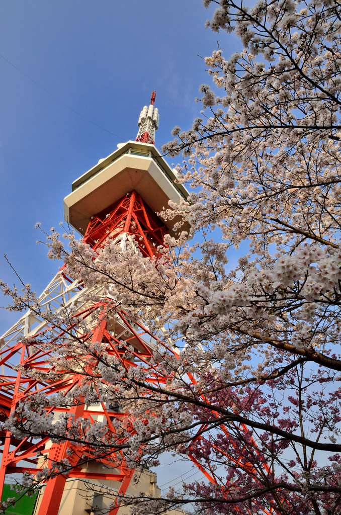 宇都宮八幡山公園・花見の頃④