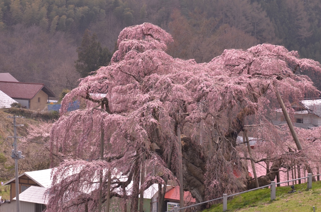 里を見守る滝桜