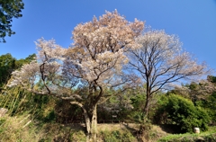 「さくらの街」の山桜①