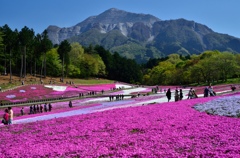 秩父・芝桜の咲く丘にて③