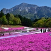 秩父・芝桜の咲く丘にて③