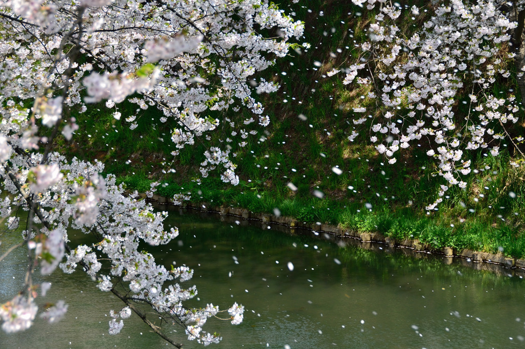 これで見納め今年の桜⑩