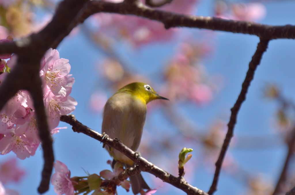 河津桜の甘い匂いに誘われて（メジロ①）