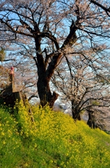 「さくらの街」の桜並木④