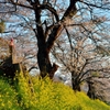 「さくらの街」の桜並木④