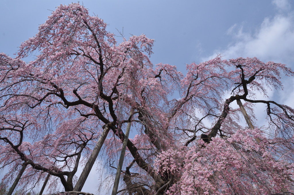 青空から降り注ぐ桜色