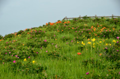 初夏のオホーツク④花咲くの丘にて