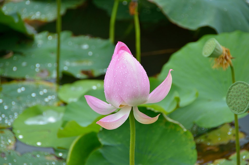 堀端のハスの花②