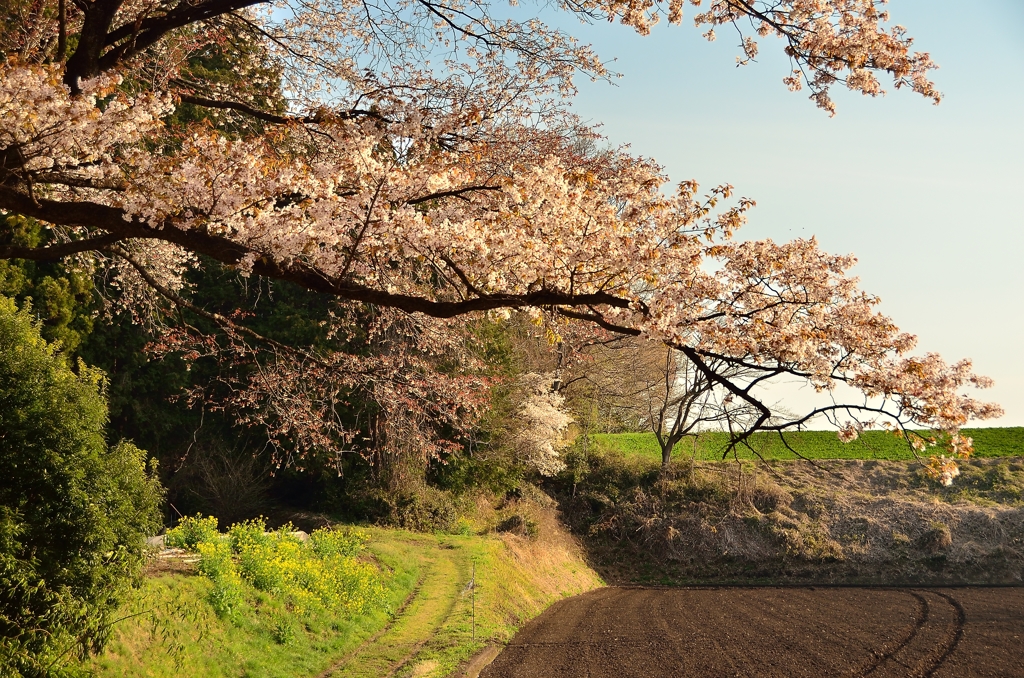 「さくらの街」の山桜②