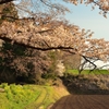 「さくらの街」の山桜②