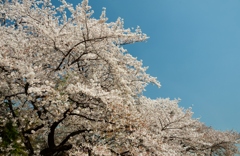 春の景色