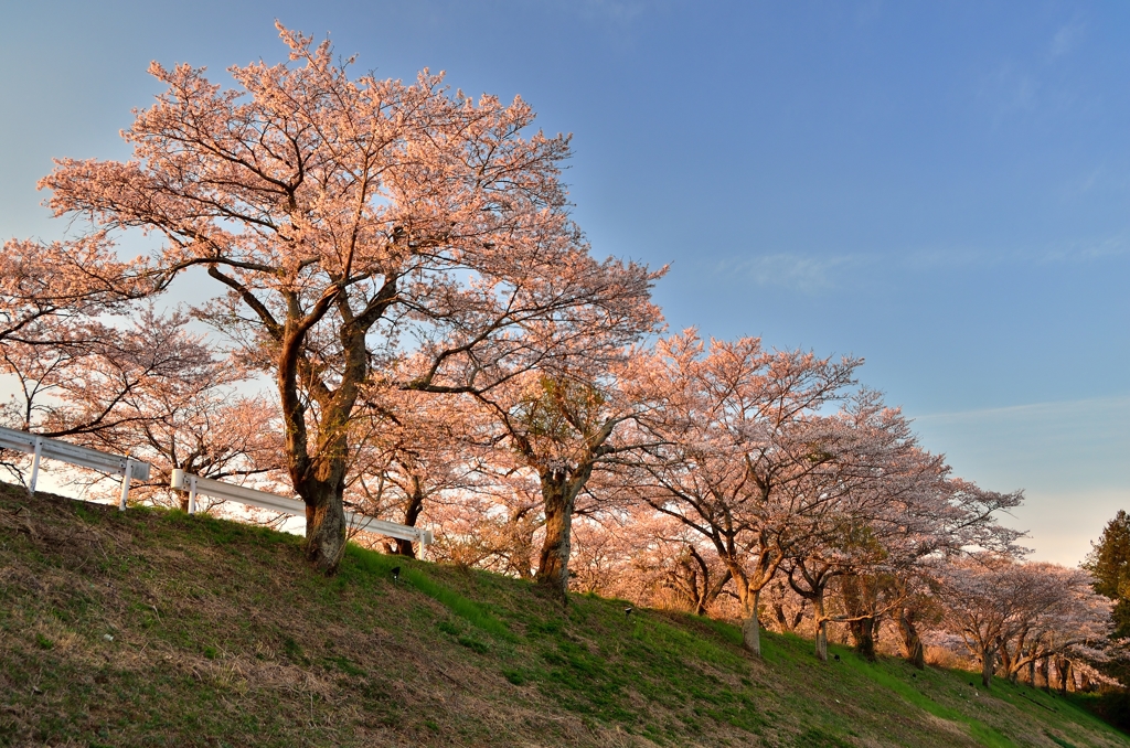 「さくらの街」の桜並木②