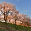 「さくらの街」の桜並木②