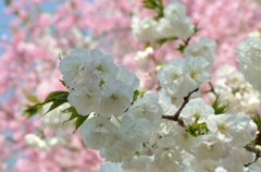 ふんわりと桜