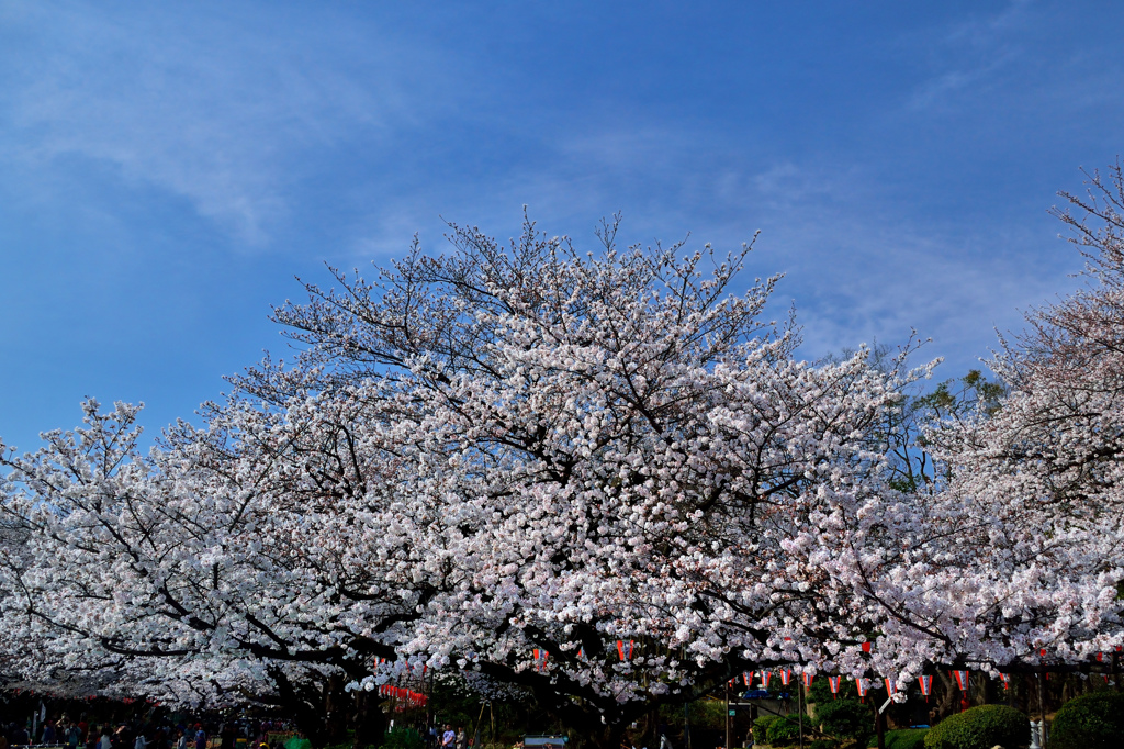 東京・上野の花見　2013年②