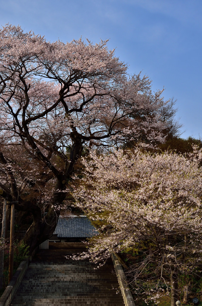 子供の頃遊んだ桜の木