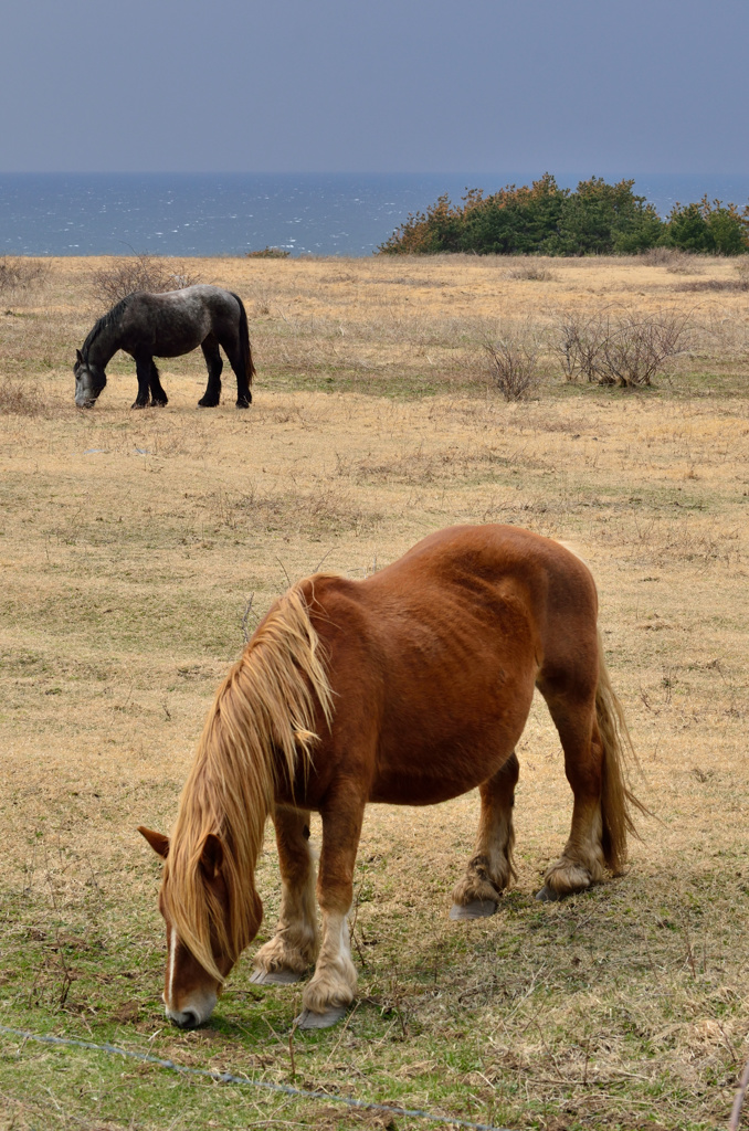 下北半島尻屋崎・春の寒立馬⑦　ひたすらに草を食む