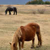 下北半島尻屋崎・春の寒立馬⑦　ひたすらに草を食む