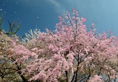 降り注ぐ桜