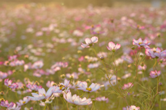 2012年秋の彩（いろどり）⑥秋の夕陽に照る秋桜