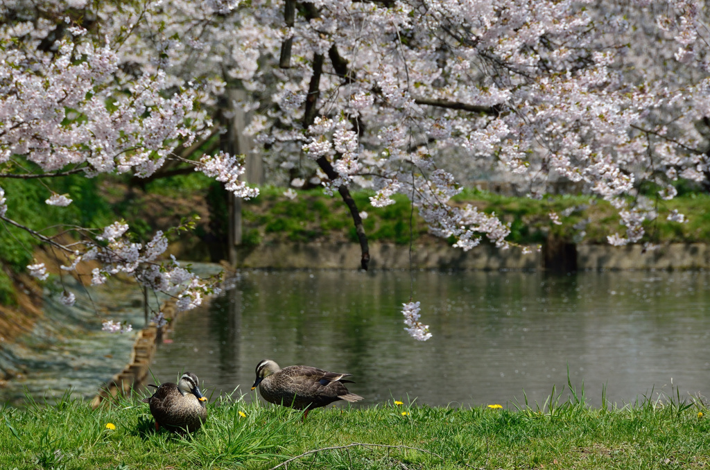 これで見納め今年の桜⑱