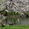 これで見納め今年の桜⑱