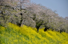 桜色から真っ黄色へ