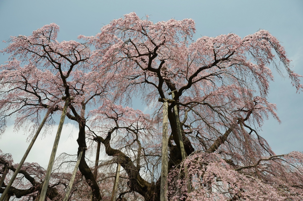 空より流れる滝桜