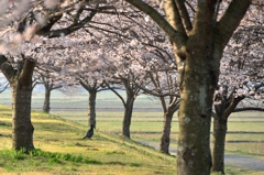 日本の国鳥③桜花を愛でるのは人だけではない