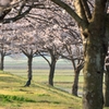 日本の国鳥③桜花を愛でるのは人だけではない