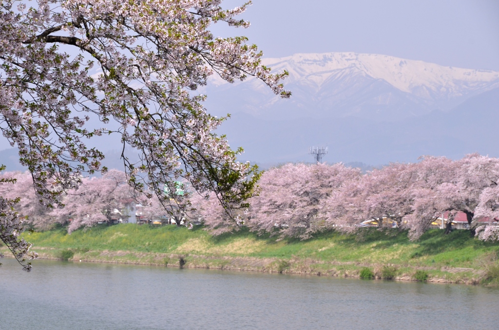 流れゆく季節を眺めて千本桜