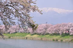 流れゆく季節を眺めて千本桜