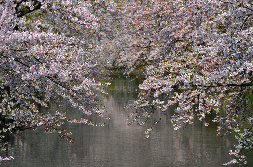 これで見納め今年の桜⑬