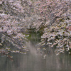 これで見納め今年の桜⑬