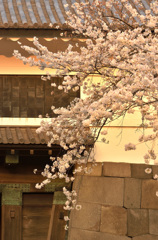 東京・江戸城田安門の桜