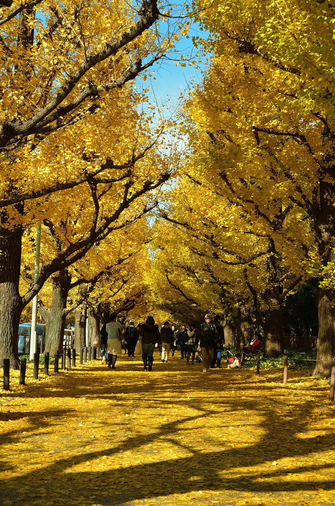 黄金色の散歩道①