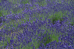 富良野の花畑①