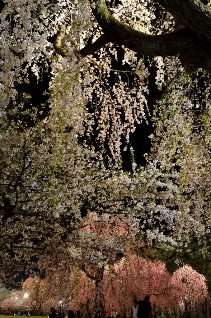 夜桜見物＠弘前城⑥