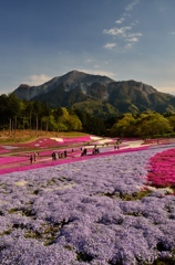 秩父・芝桜の咲く丘にて⑦