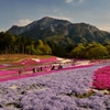 秩父・芝桜の咲く丘にて⑦